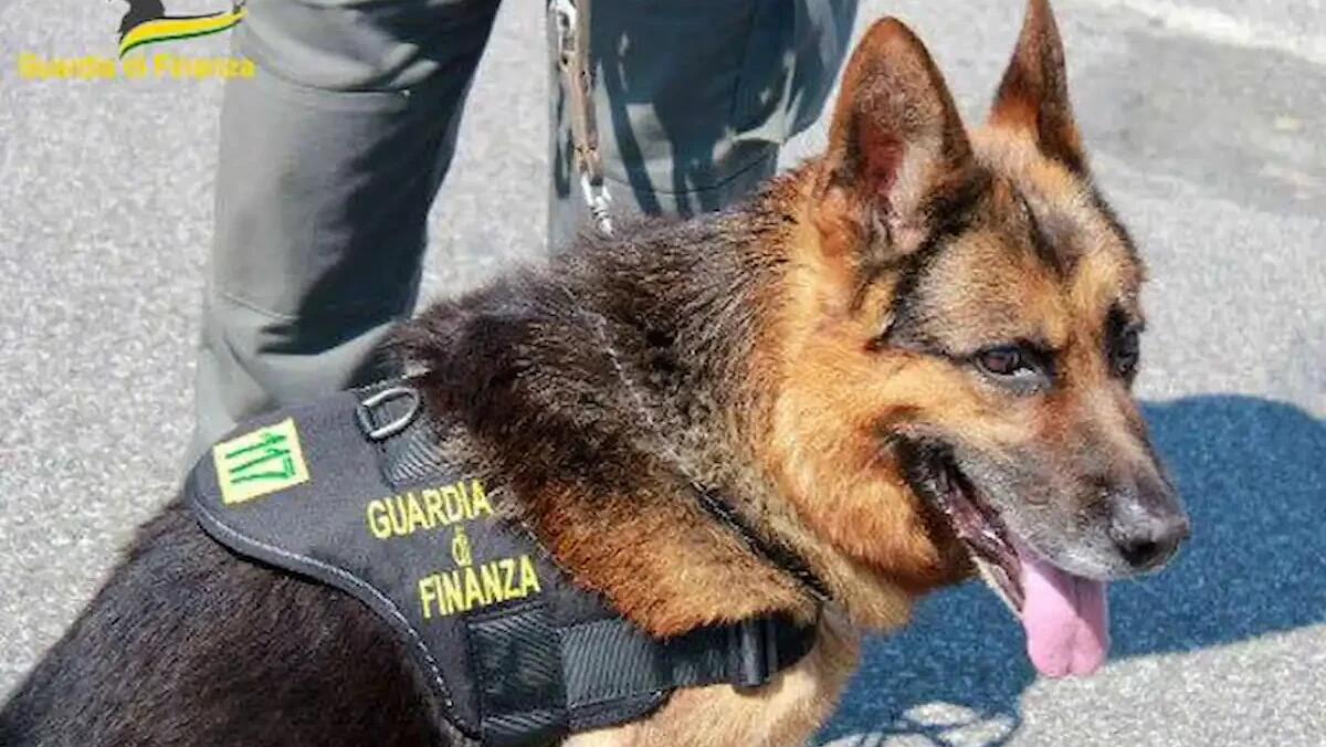 Aron fiuta la droga nascosta in casa: arrestato un 41enne trovato con cocaina e hashish - 