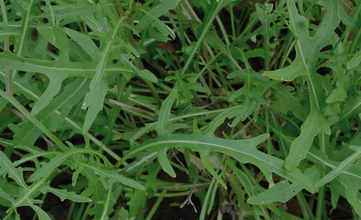 Ecco cosa succede se mangi spesso la rucola - 