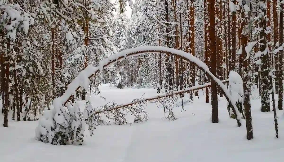 E' tornata la neve a Nord Est: le montagne nuovamente innevate. Ecco dove - 