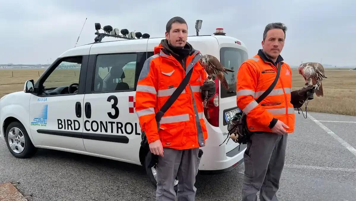 Falconeria a Venezia: come garantire la sicurezza del volo con il bird control - 