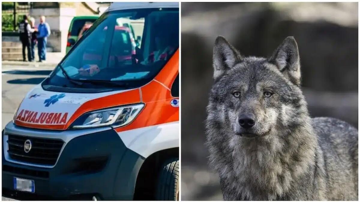 Ambulanza investe un lupo: nulla da fare per l'animale, danni rilevanti al veicolo - 