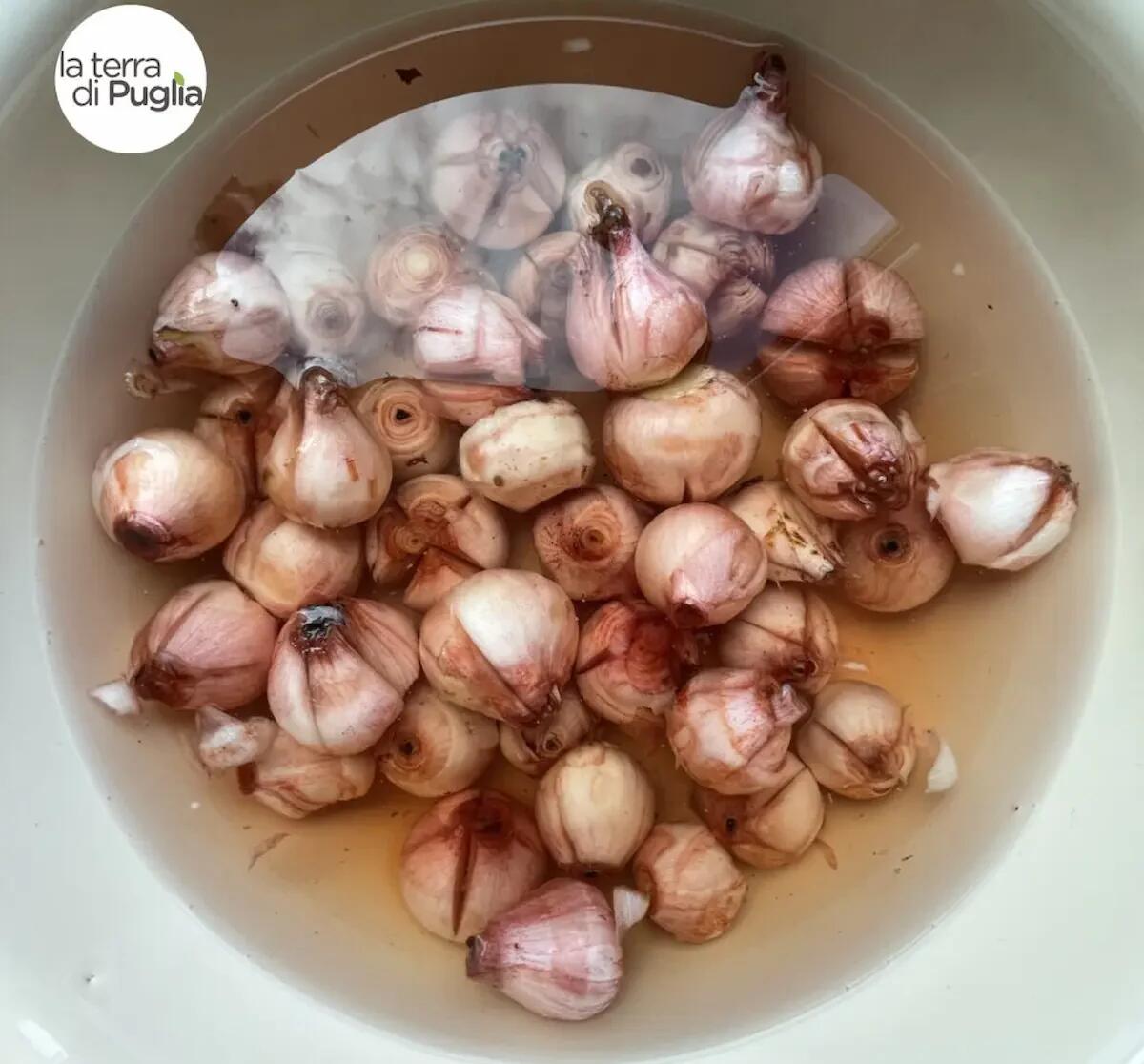 Lampascioni: il superfood della tradizione pugliese - 