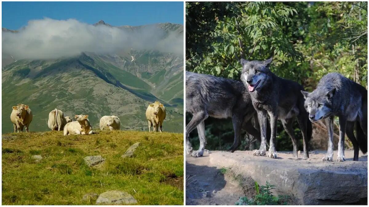 Spaventate da tre lupi che inseguivano dei cervi, finiscono in un dirupo: muoiono sei mucche gravide - 