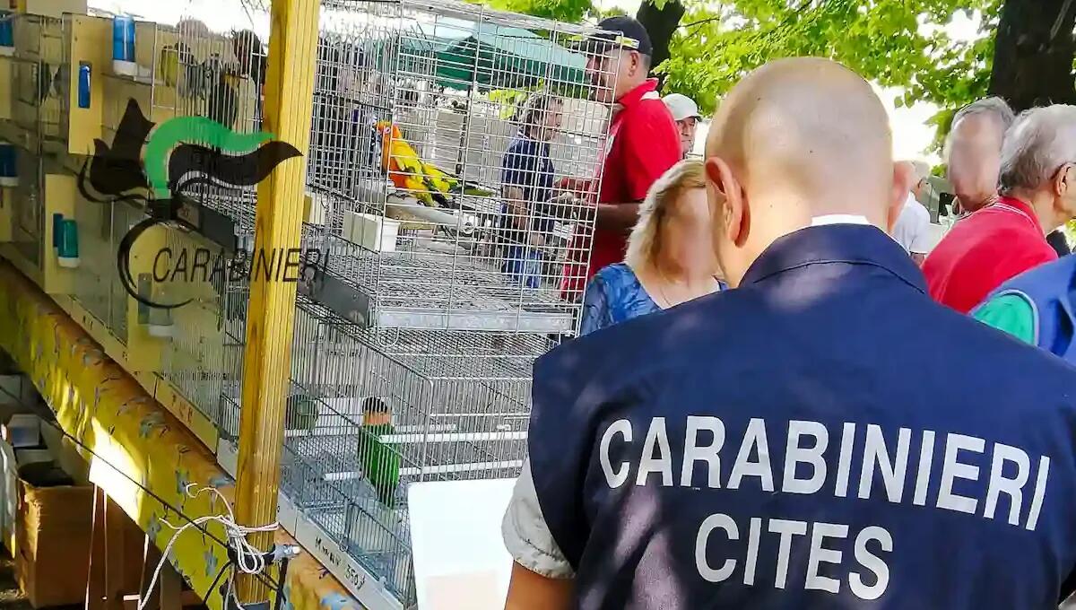 Mutilavano le ali dei pappagalli: 4 indagati, titolari di tre negozi specializzati nella vendita di animali vivi - 