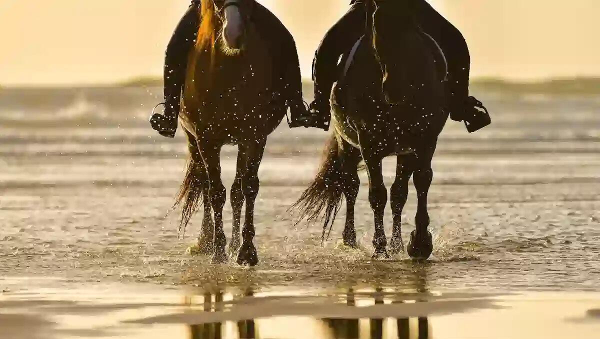Lignano, cavallo al galoppo stroncato da un malore sulla spiaggia - 