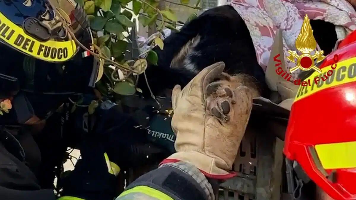 "Bruna" rimane infilzata su un cancello: liberata dai Vigili del Fuoco e curata dal medico veterinario - 