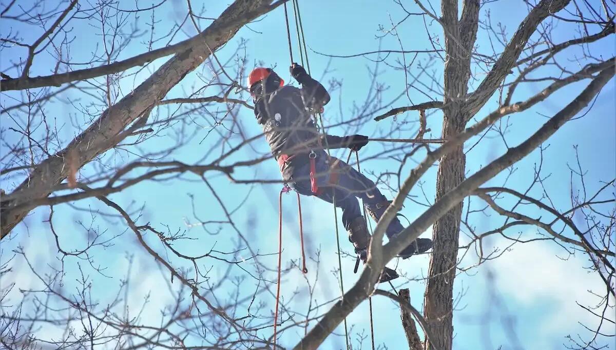 Tragico incidente: 74enne perde la vita mentre lavora nel bosco -