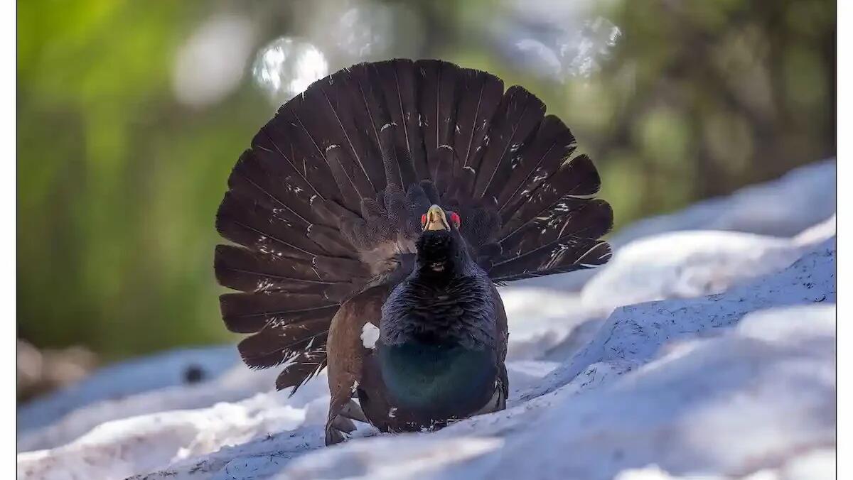 Gallo cedrone: monitoraggio e tutela della specie in Friuli Venezia Giulia -