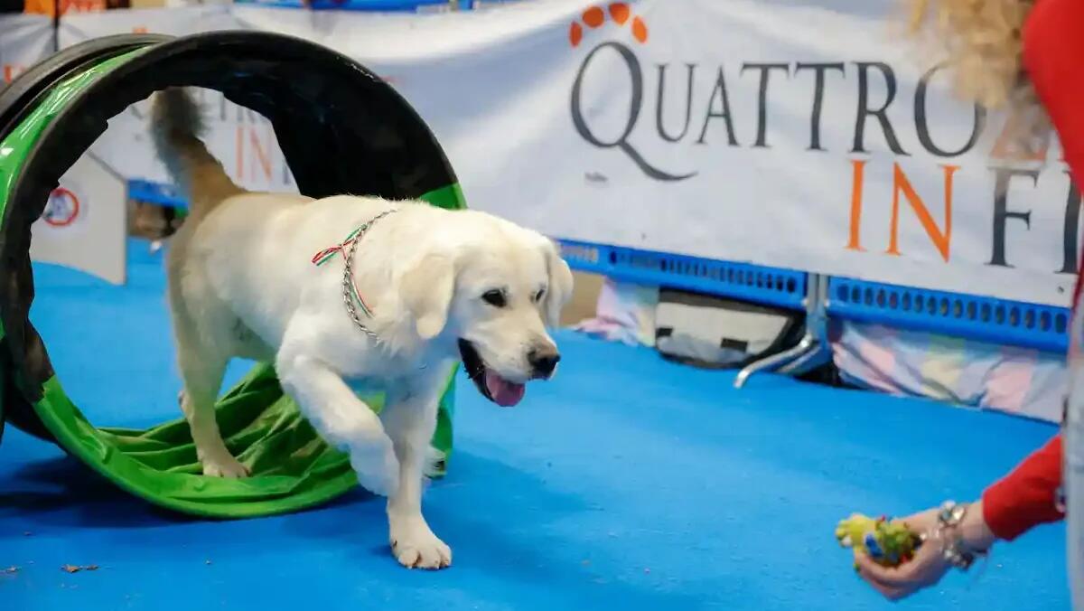 Quattrozampeinfiera Padova 2025: l'evento dedicato a cani e gatti con tante attività per il weekend -