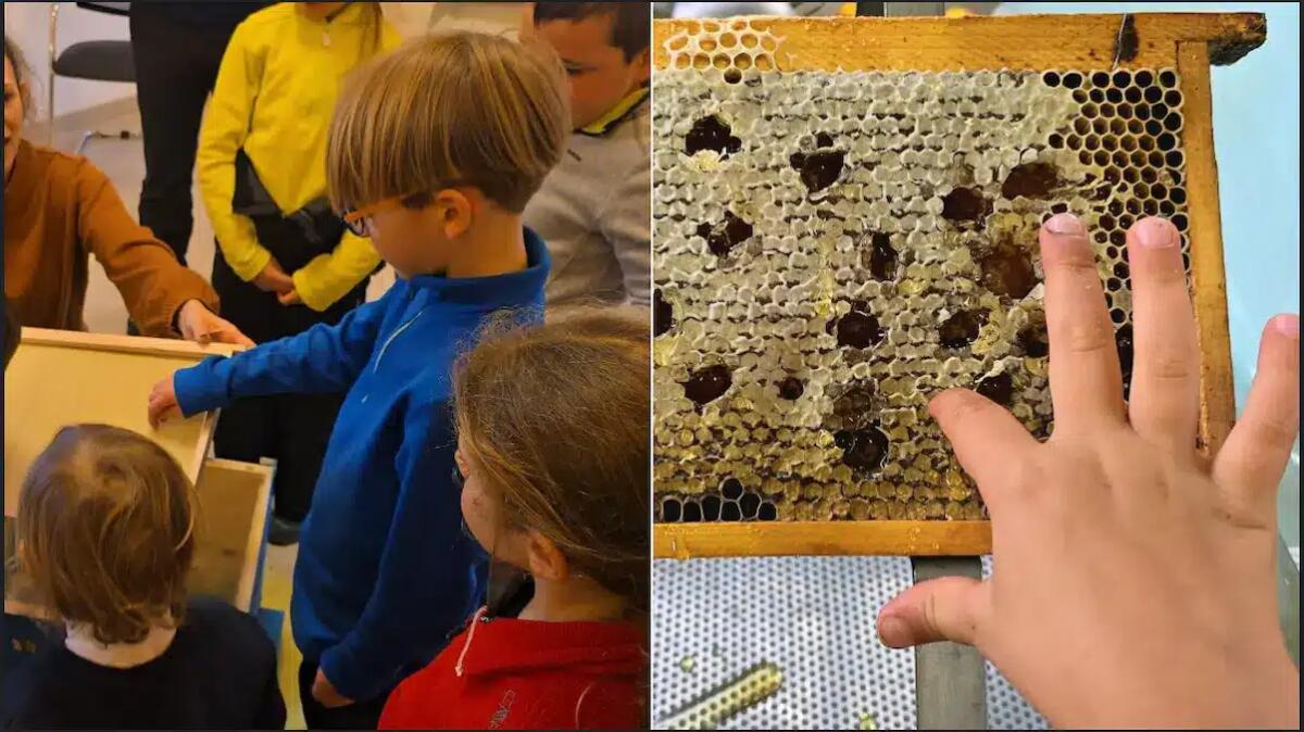 Miele, natura e tradizioni: il successo delle attività turistiche a Sappada - 