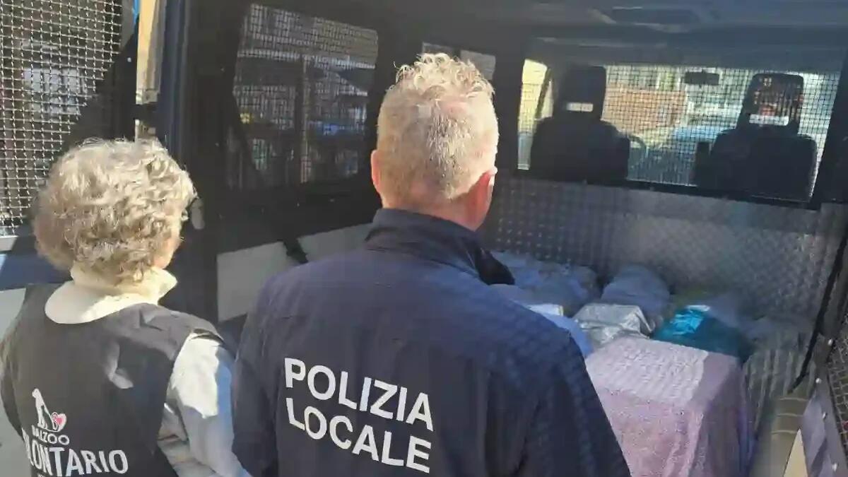 Venti gatti tra i rifiuti stipati in un appartamento: salvati dalla polizia locale - 