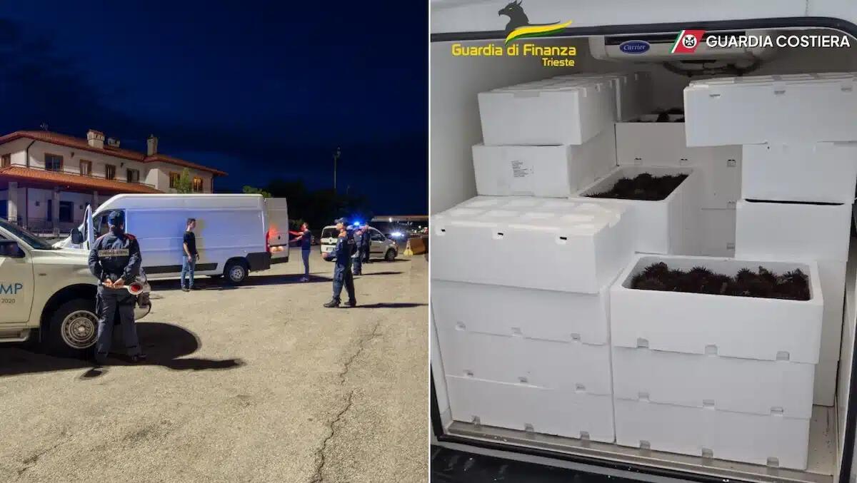 Prodotti ittici non sigillati e senza tracciabilità: sequestrate oltre due tonnellate di ricci di mare - 
