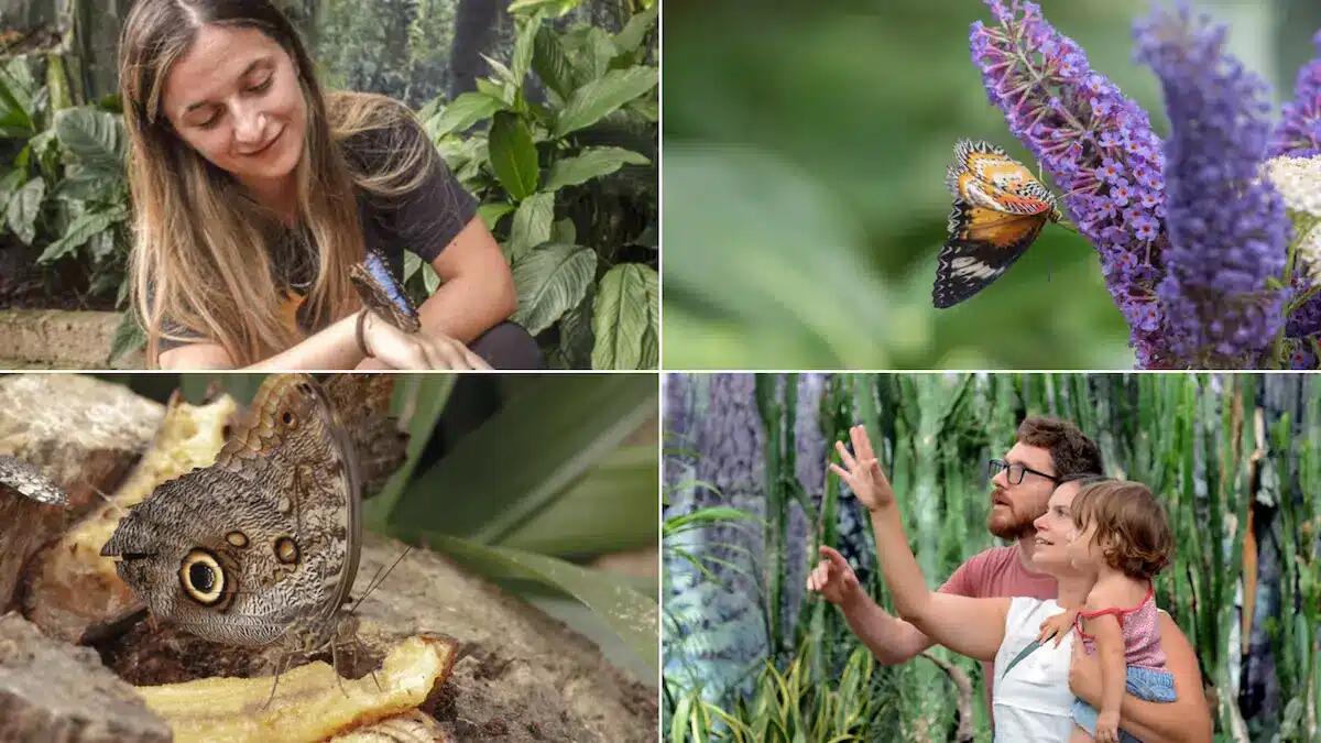 A Bordano riapre la Casa delle Farfalle: nuovi musei, esposizioni e visitatori internazionali - 