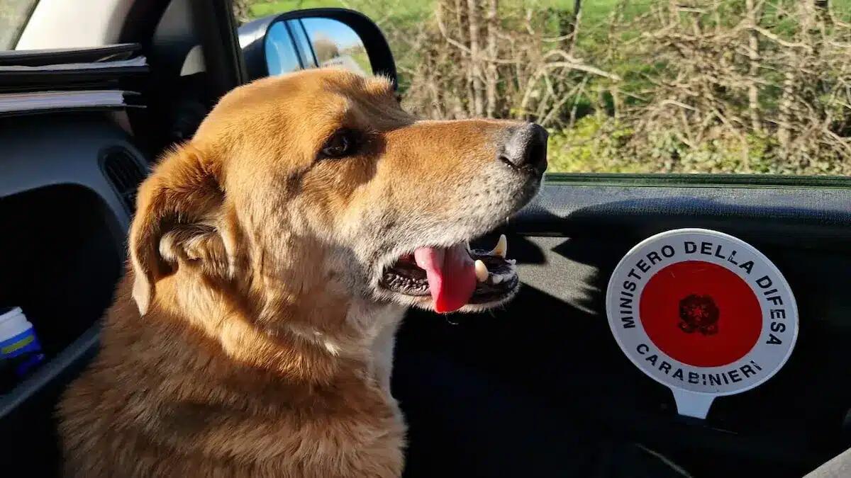 Scappa di casa e si perde nel centro cittadino: "Doc" trovato dai Carabinieri e riconsegnato al proprietario - 
