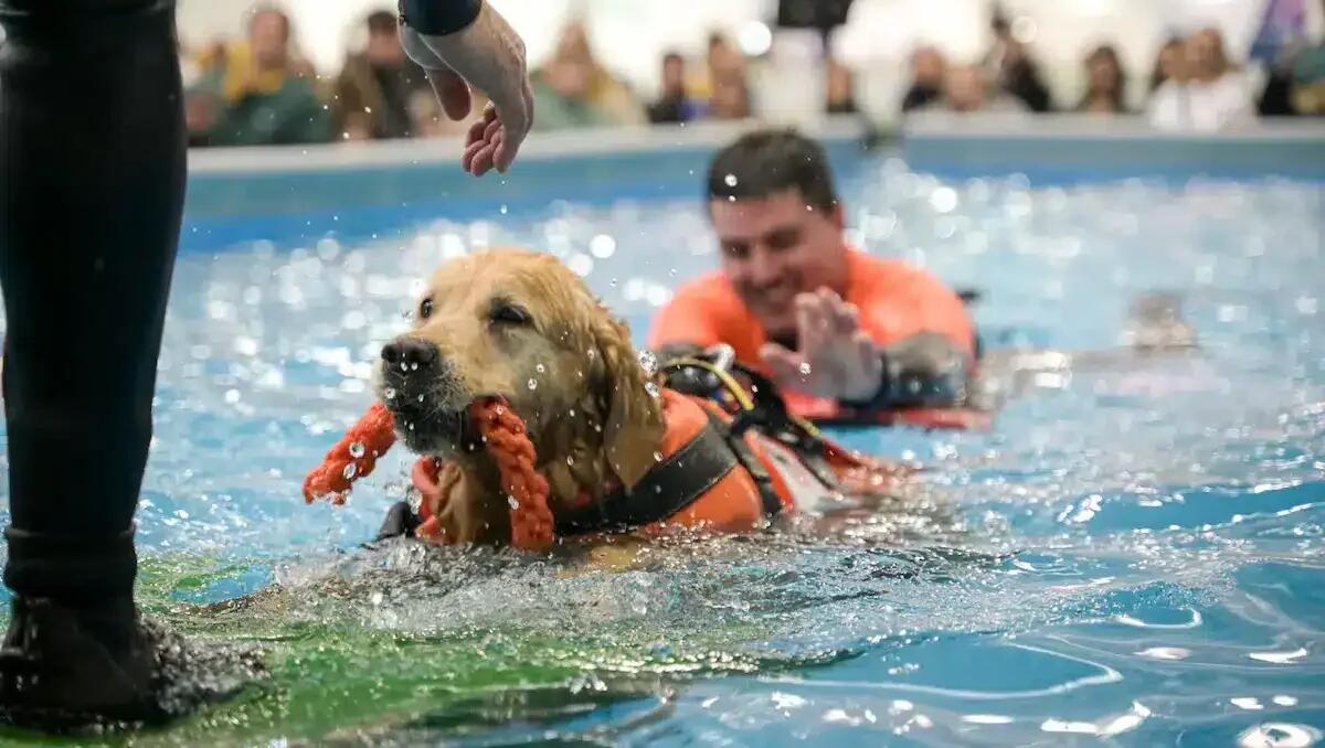 Quattrozampeinfiera a Padova: l’evento imperdibile per cani, gatti e appassionati -