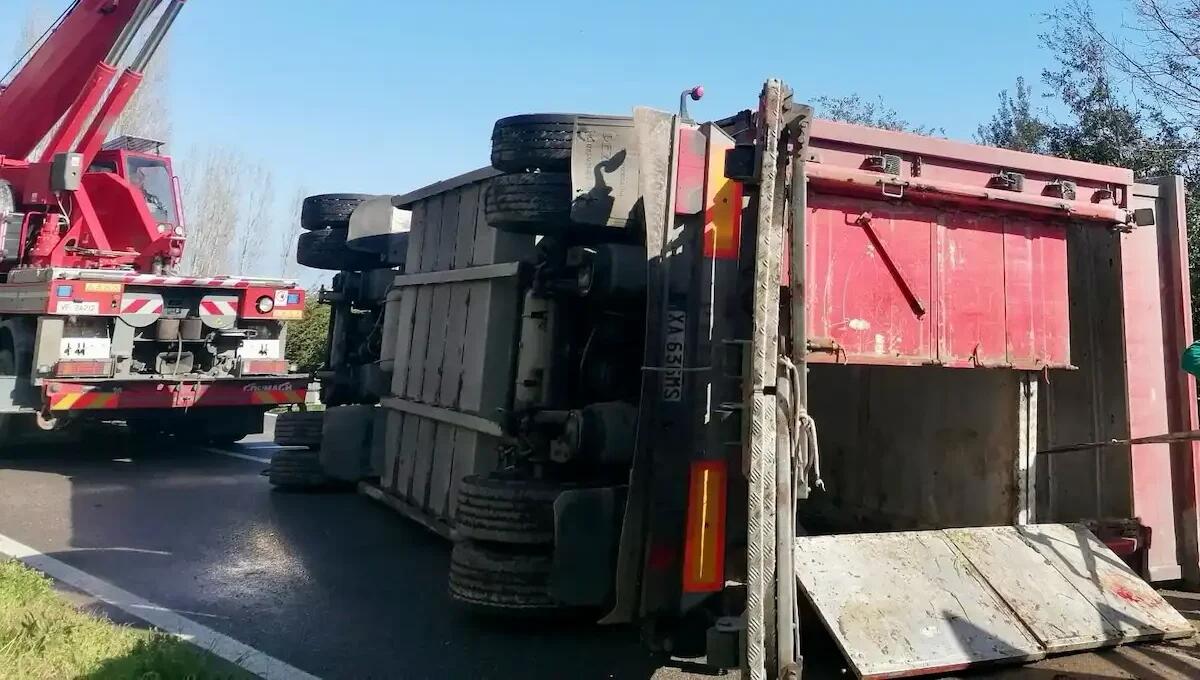 Camion carico di bestiame si ribalta: tori rovesciati sul manto stradale, alcuni rimangono feriti - 