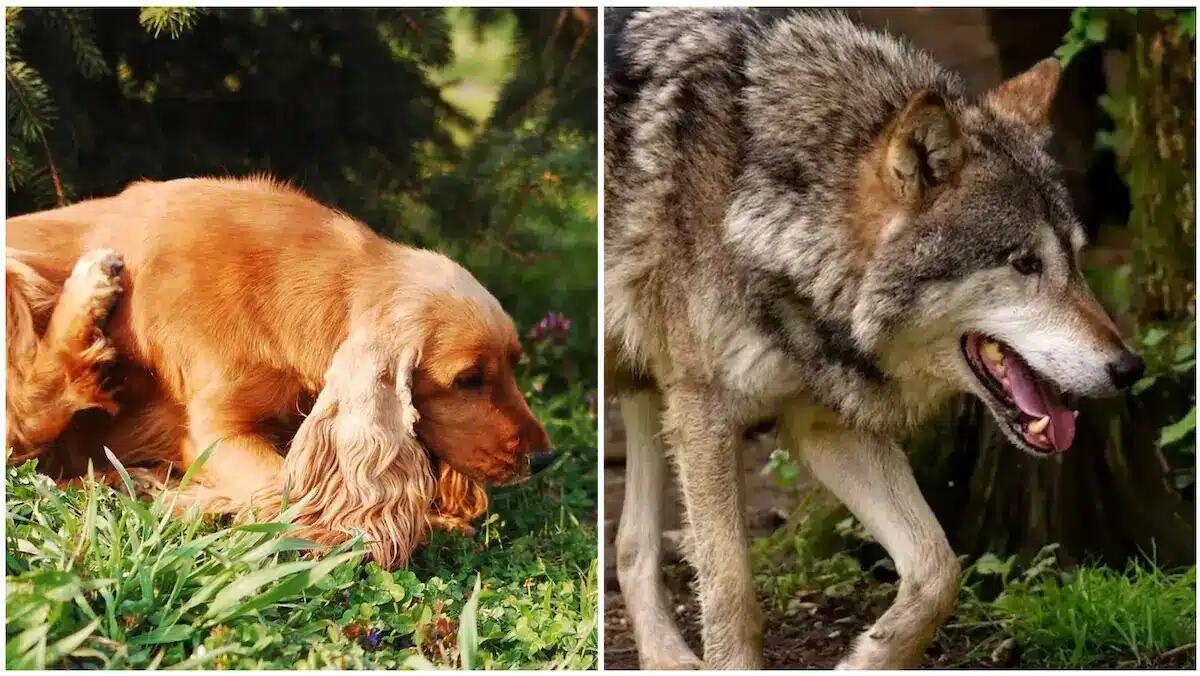 "Tony" aggredito da tre lupi in una zona frequentata da famiglie e bambini: il veterinario gli salva la vita - 