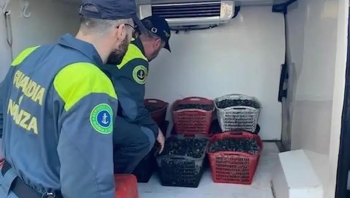 Prodotti privi di tracciabilità sanitaria: sequestrati 470 chili di vongole veraci destinate ai ristoranti - 