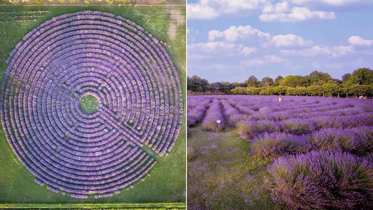 E' il labirinto di lavanda più grande d'Italia e si trova a Nord Est: che spettacolo! - 