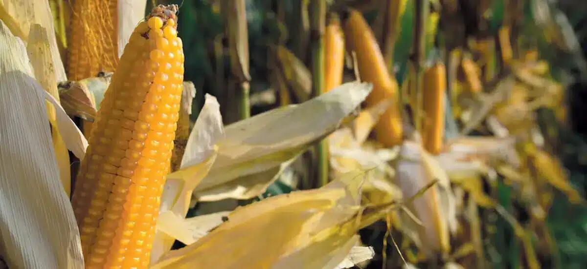 "Mais, una coltura da reddito": incontro tecnico a Basiliano il 26 marzo -