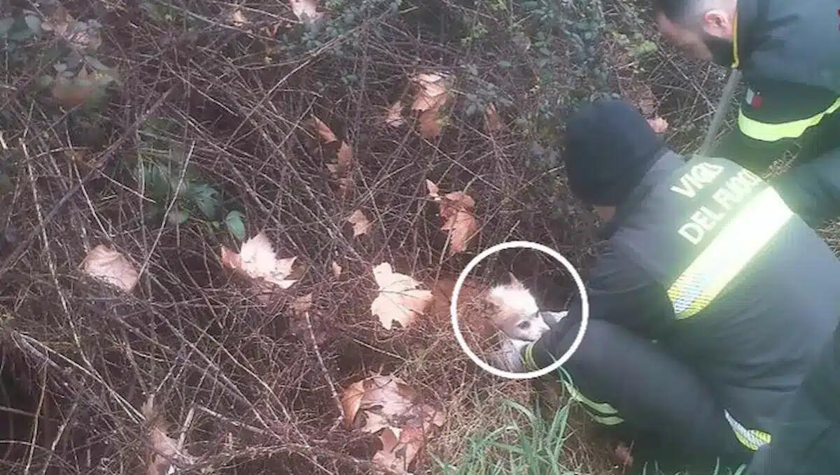 Sfugge al padrone e rimane intrappolato tra i rovi: cane salvato dai vigili del fuoco - 