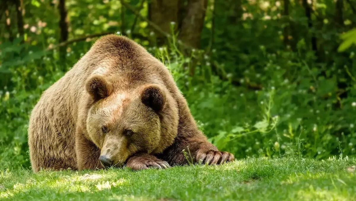 Catturato uno degli unici orsi bruni stanziali delle foreste friulane: ha 17 anni e pesa 241 chili - 