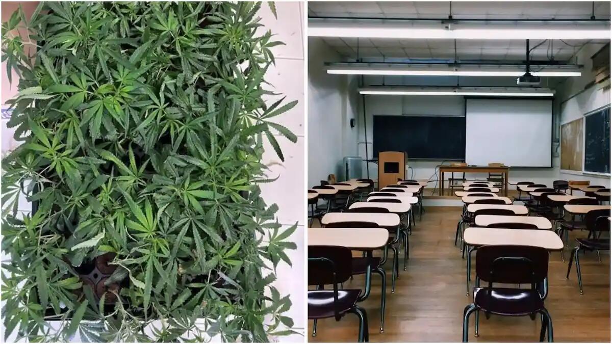 Licenziata per aver coltivato piante di marijuana in casa: professoressa delle medie chiede il reintegro - 