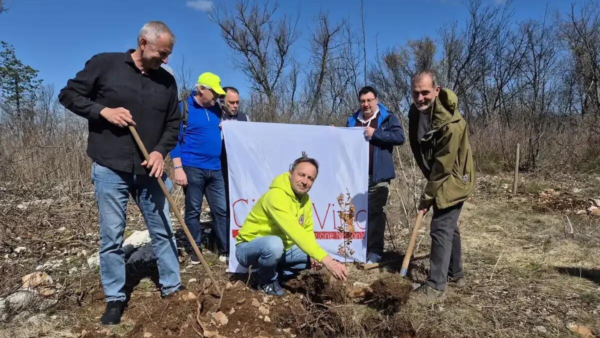 Il Carso rinasce dopo gli incendi del 2022: 50 nuovi alberi di rovela piantati grazie all'asta benefica - 