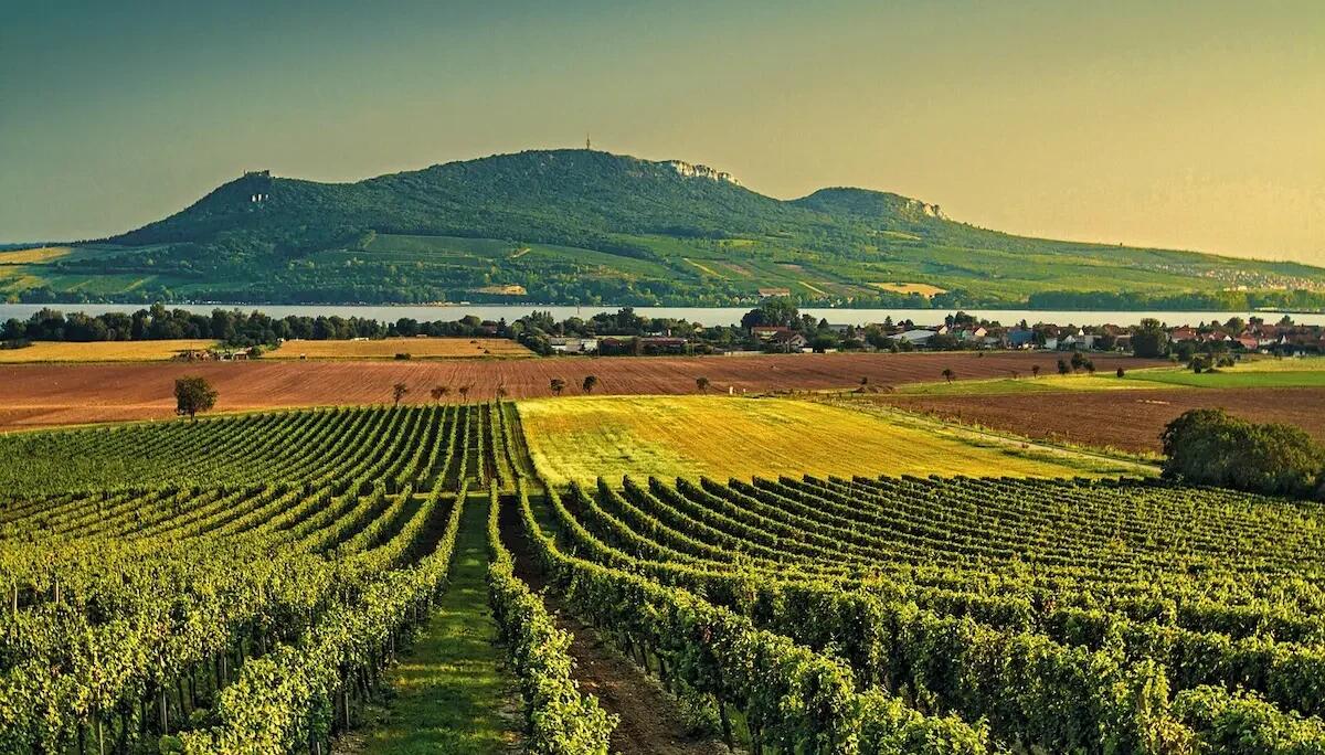 Le migliori regioni vinicole da visitare in Italia -