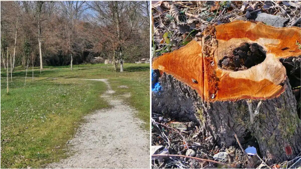 Il Parco delle Risorgive più sicuro e verde: lavori di manutenzione completati a Codroipo - 
