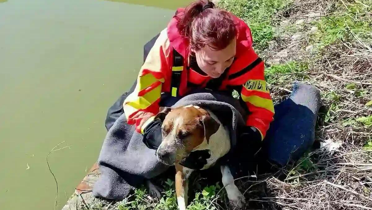 Cade nel canale e si ferisce una zampa nel tentativo di risalire: pompiere si cala in acqua per salvare "Bora" - 
