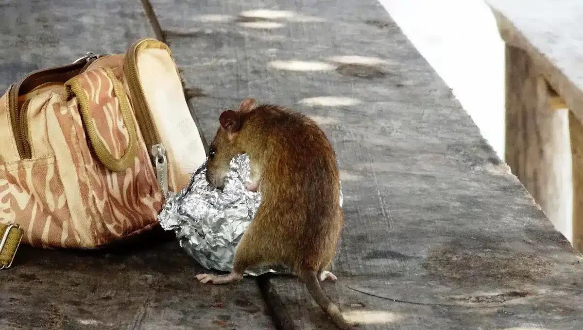 Derattizzazione: la situazione attuale in Italia e le previsioni per il 2025 - 