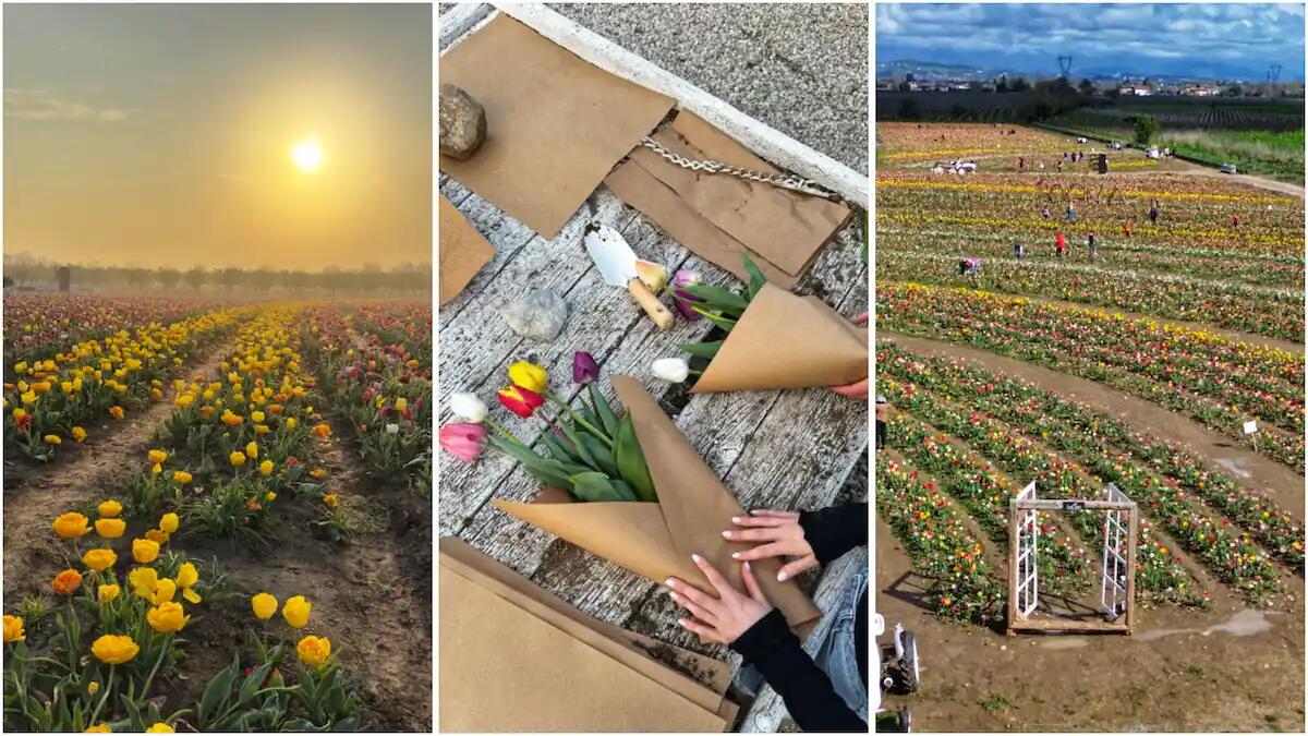 La magia della primavera da "Nonno Andrea": raccolta tulipani ed eventi per tutta la famiglia. Ecco le date. -
