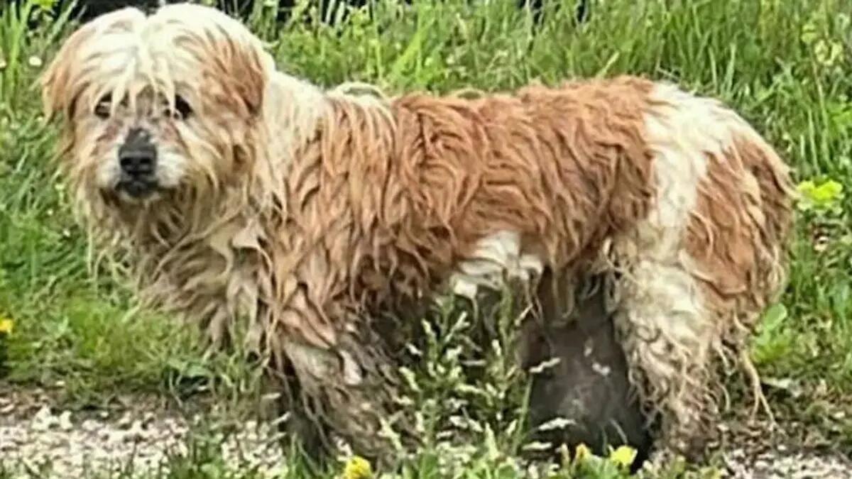 Ferma l'auto e lascia il cane: meticcio abbandonato sotto la pioggia in mezzo alla strada - 