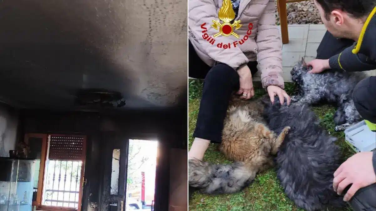Scoppia l'incendio in una casa bifamiliare: tre gatti salvati in extremis dai vigili del fuoco - 