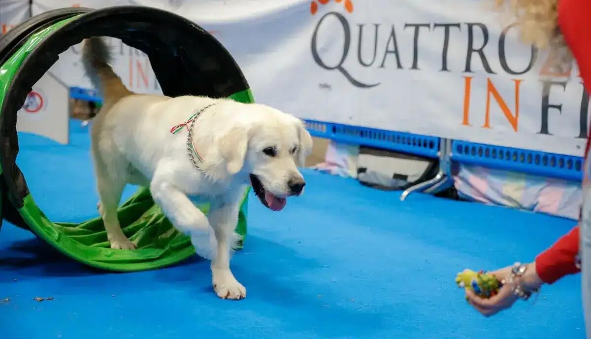 Quattrozampeinfiera, a Padova un weekend dedicato a cani e gatti -