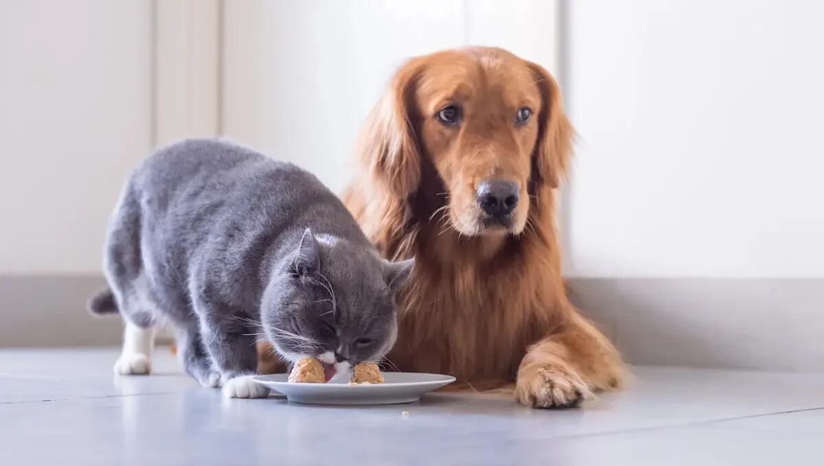 Perché e quando variare l’alimentazione del cane e del gatto - 