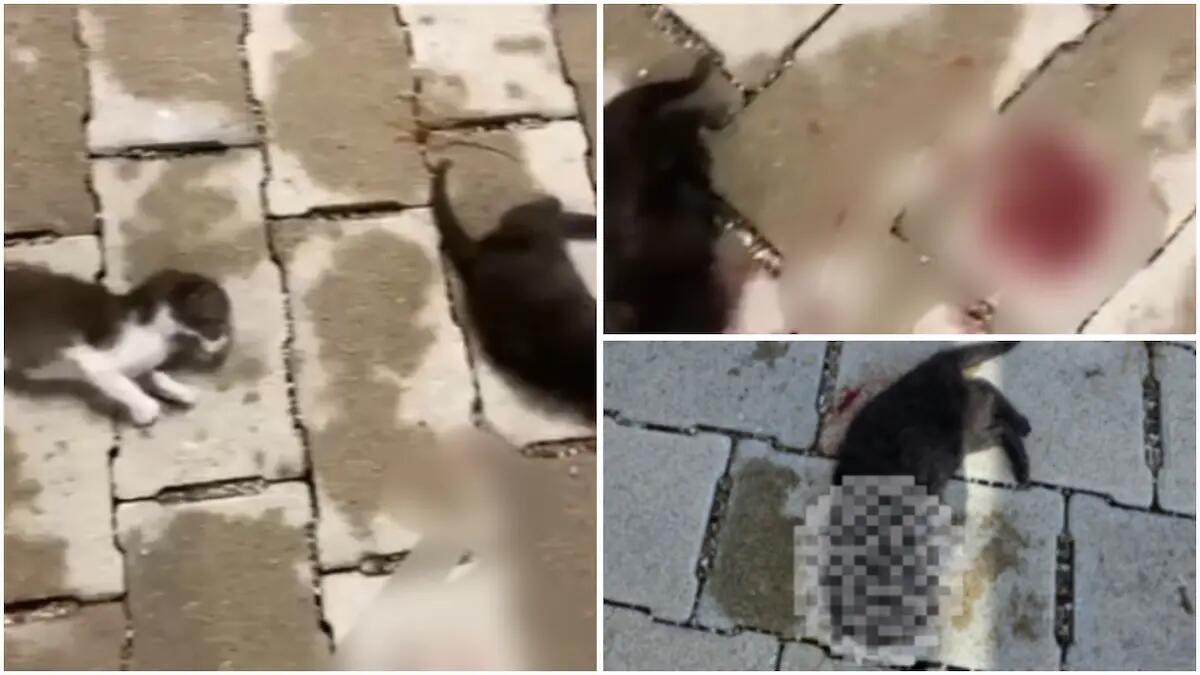 Strage di gattini appena nati: quattro cuccioli uccisi barbaramente davanti agli occhi della madre - 