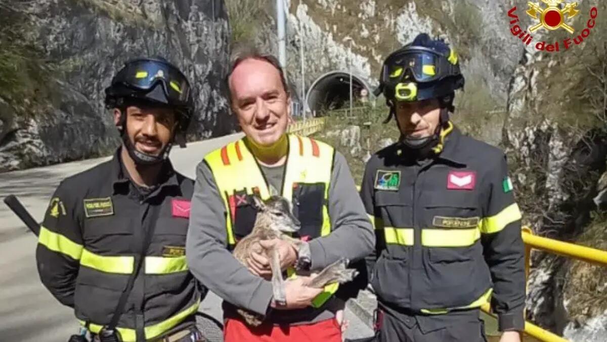 Precipita in un dirupo, ma viene salvato dai Vigili del Fuoco: recuperato un cucciolo di muflone a Maniago - 