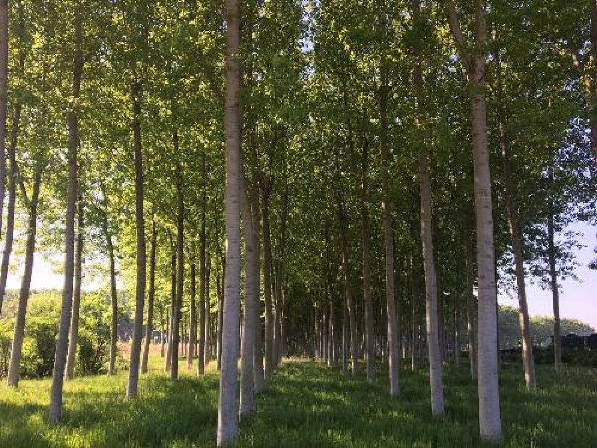 Approvati bandi per forestazione e imboschimento in FVG - 