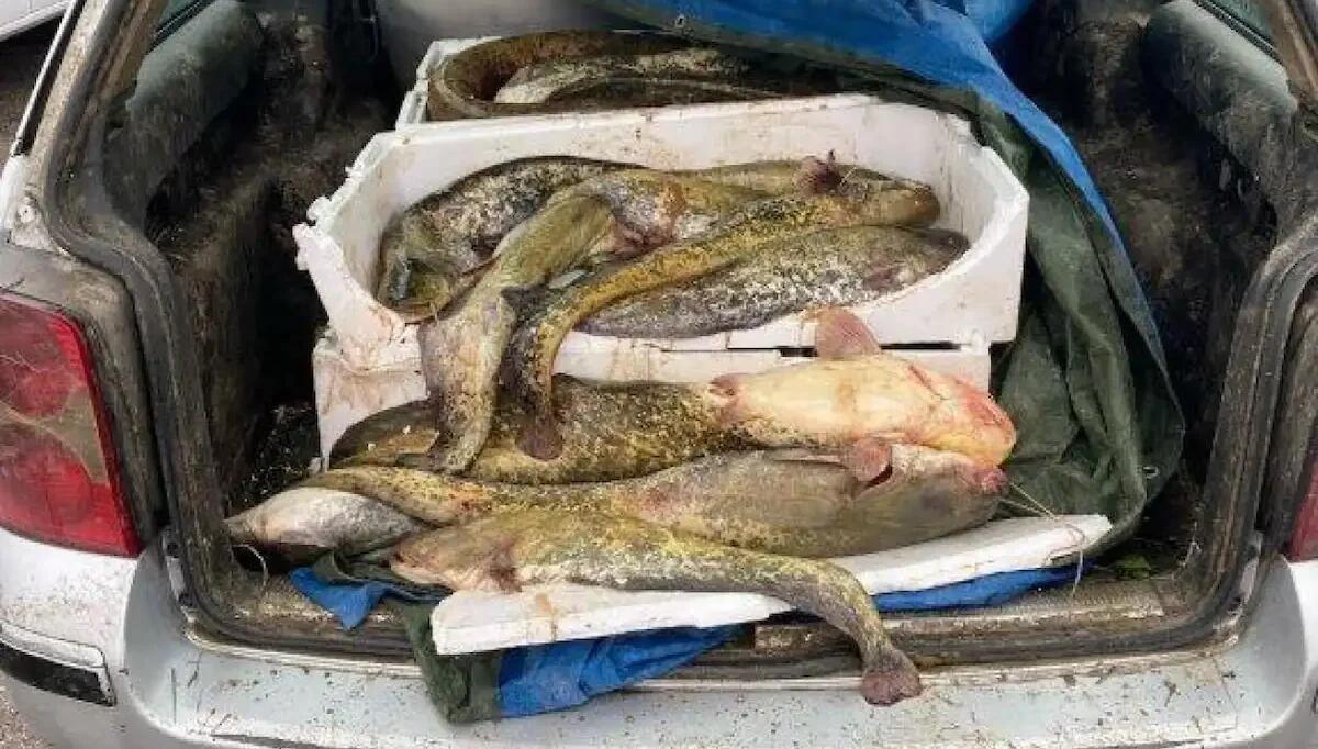 In auto col "pescato del giorno": 400 chili di pesce siluro pericoloso per la salute, maxi sanzione - 