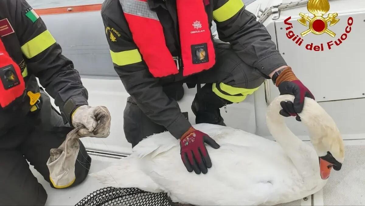 Amo da pesca e lenza conficcati nel becco: cigno ferito soccorso dai vigili del fuoco - 