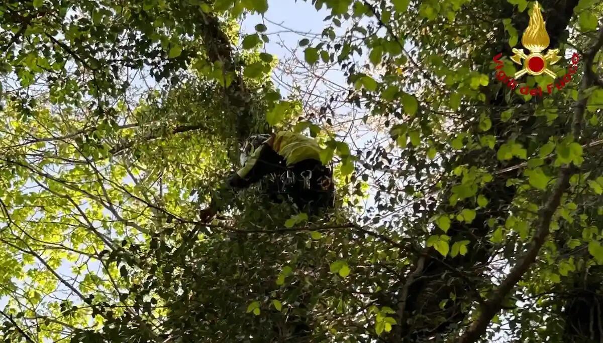 Incastrato tra le fronde di un albero col parapendio: uomo sospeso a 20 metri d'altezza - 