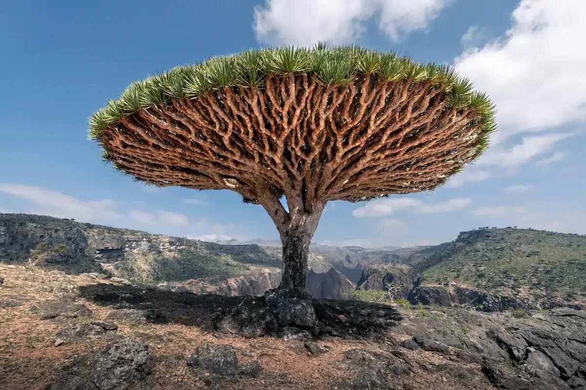 La rara bellezza dell’Isola di Socotra attira una rinnovata attenzione globale - 