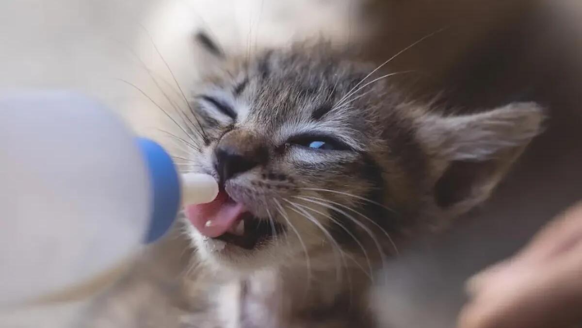 Emergenza gattini abbandonati, in FVG nasce la Rete Balie per salvarli: chi sono e come funziona -