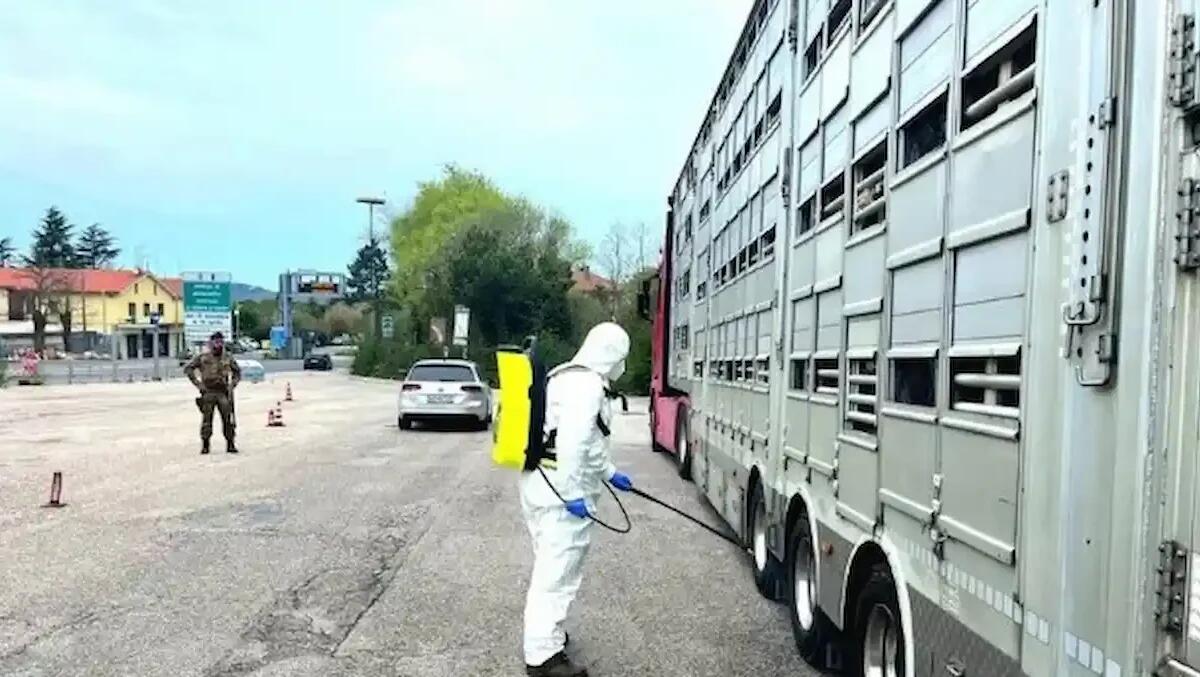 Afta epizootica, emergenza tra Ungheria e Slovacchia: operazioni no stop ai valichi di Fernetti e Sant’Andrea -