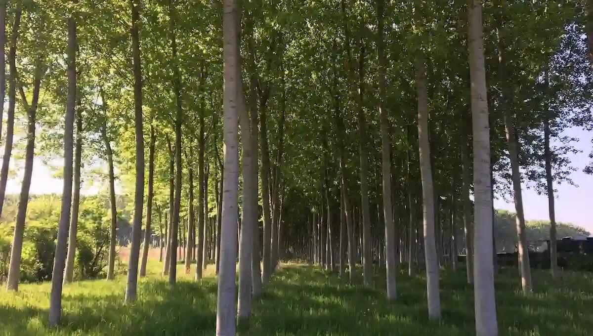 Nuovi fondi per il verde: due bandi regionali per la forestazione in FVG - 