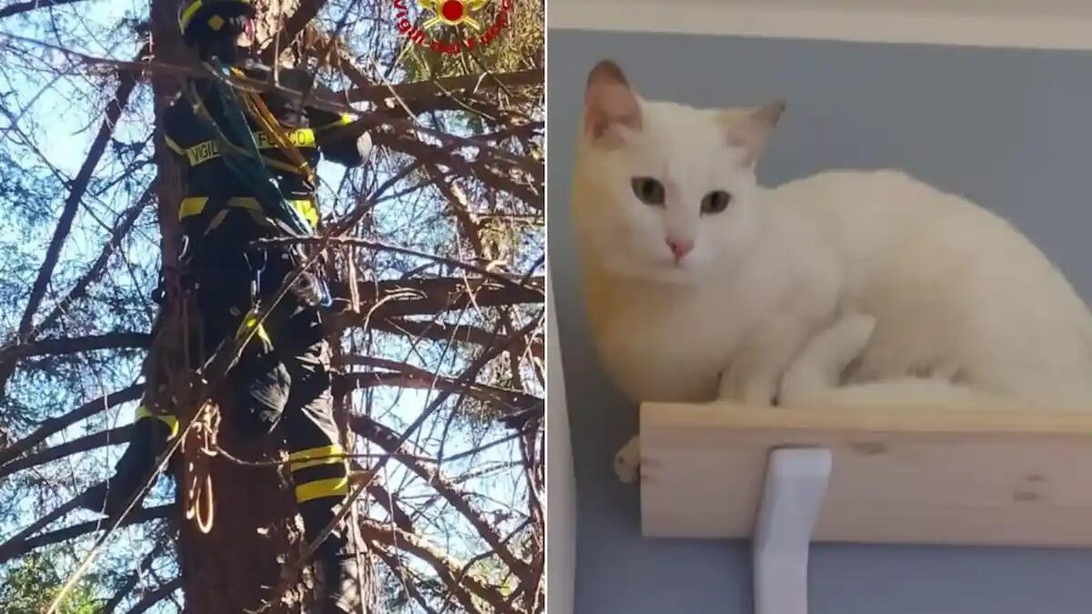 Gatto bloccato su un albero a 20 metri d'altezza: intervento dei vigili del fuoco - 
