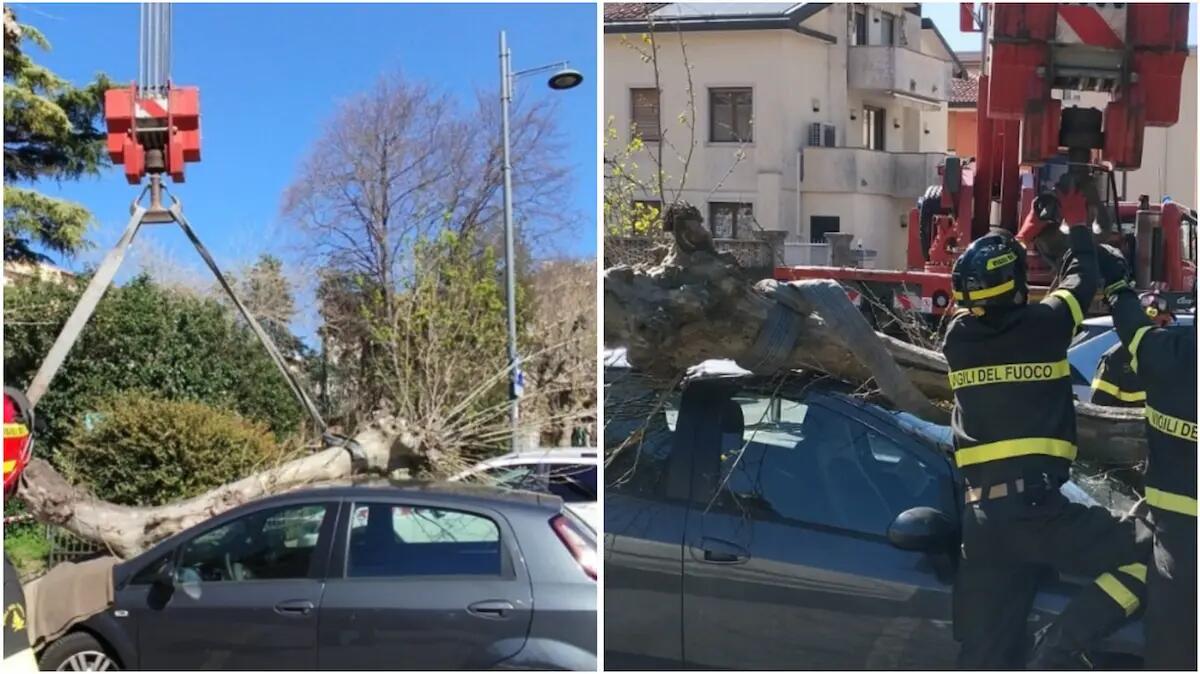 Paura in piazza a Trieste, ramo si stacca e precipita su un'auto parcheggiata: parabrezza distrutto - 