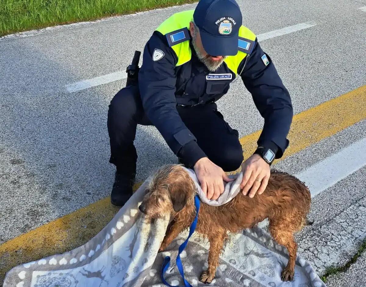 Cane cade nel torrente, salvato dagli agenti della Polizia locale - 